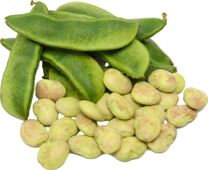 Lima Beans