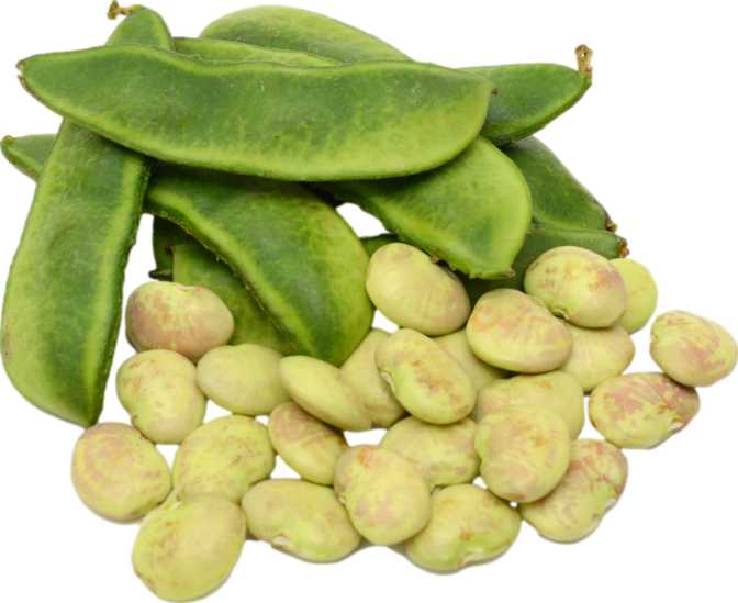 Lima Beans (Large)