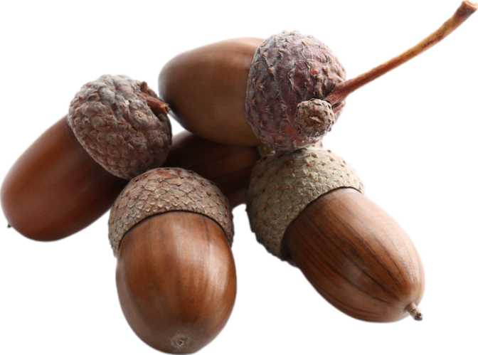 Acorns (dried)