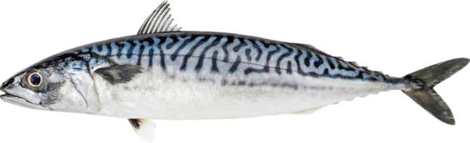 Atlantic Mackerel (raw)