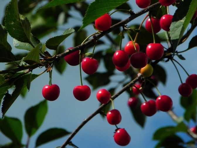 Sour Cherry