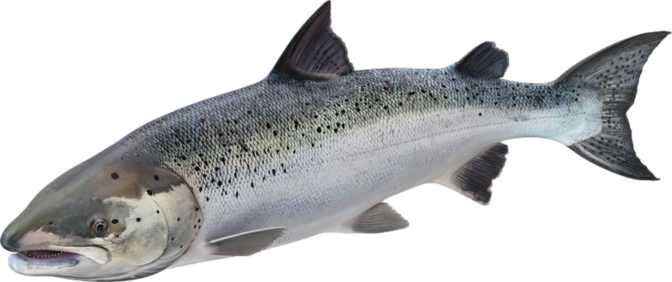 Rainbow Trout (raw)