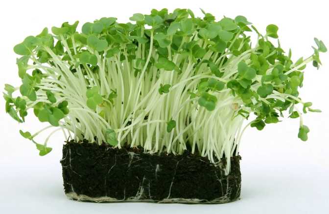 Garden Cress