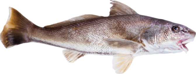 Atlantic Croaker (raw)