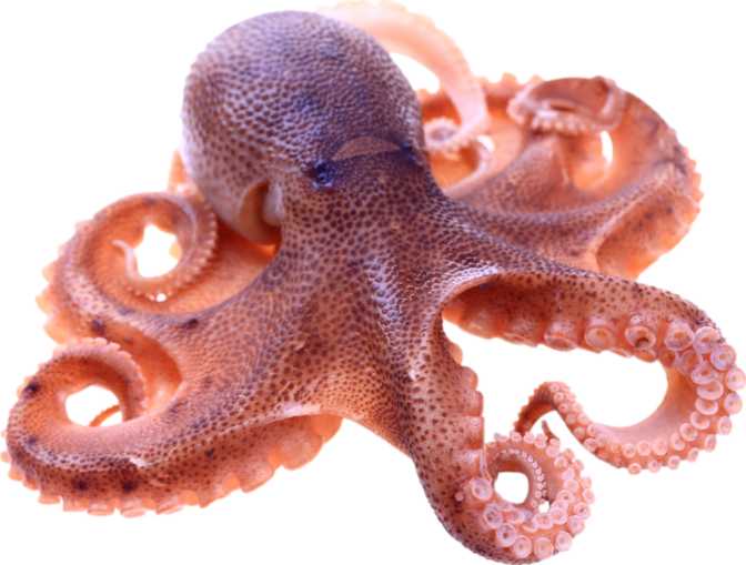 Octopus (raw)