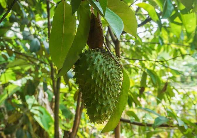 Soursop