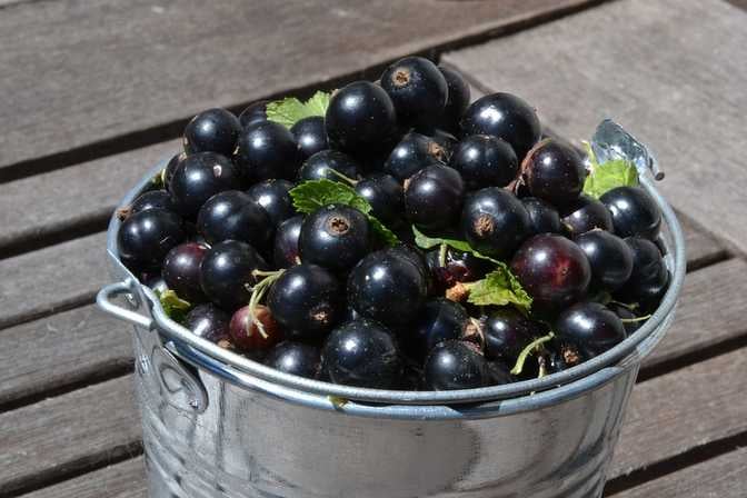 Blackcurrant