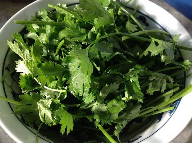 Coriander