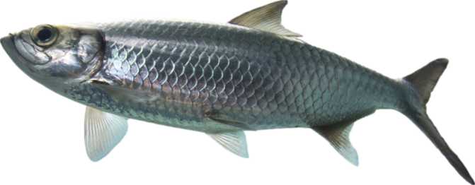 Atlantic Herring (raw)