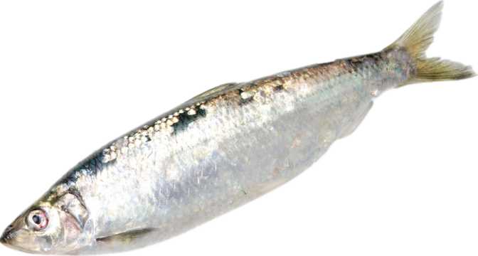 Pacific Herring (raw)