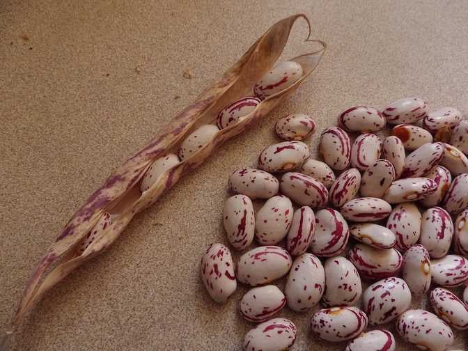 Cranberry Beans