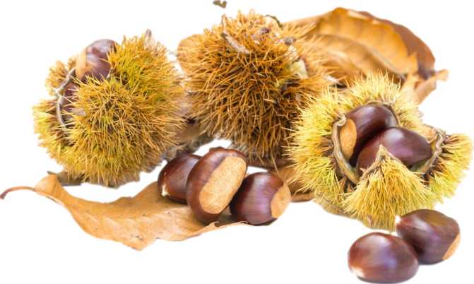 European Chestnuts