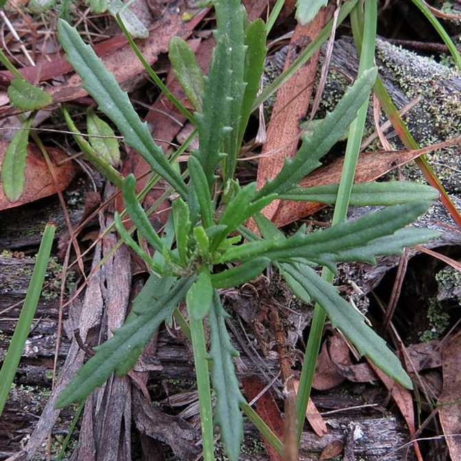 Fireweed Leaves