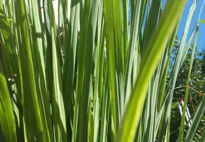 Lemon Grass