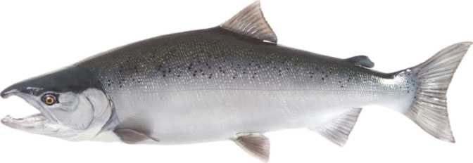 Wild Coho Salmon (raw)