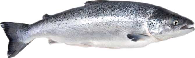 Atlantic Salmon (raw)