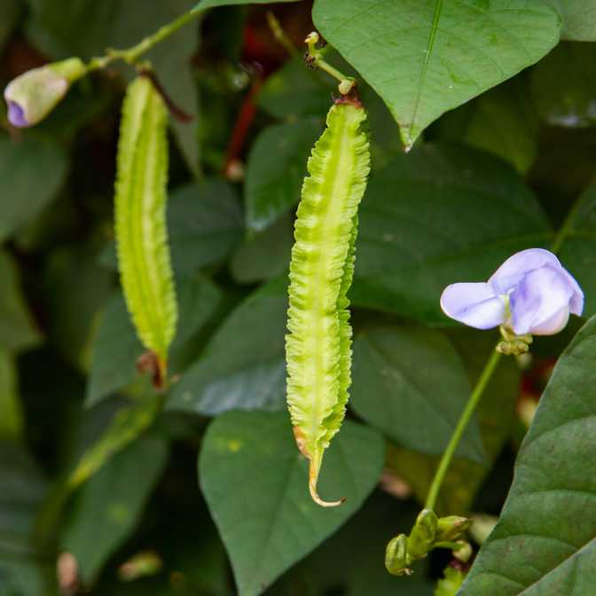 Winged Bean Leaves