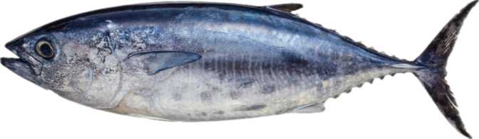 Bluefin Tuna (raw)