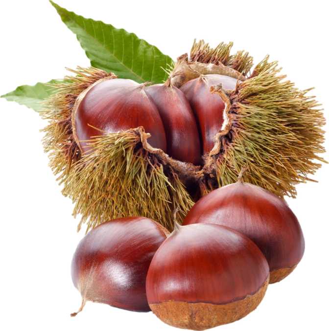 Japanese Chestnuts