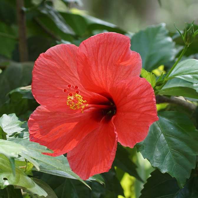 Hibiscus