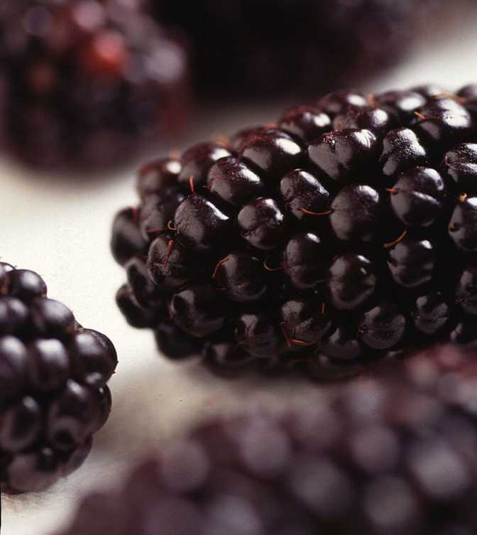 Blackberry