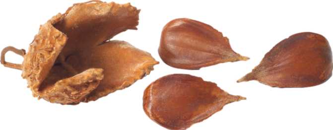 Beechnuts (dried)