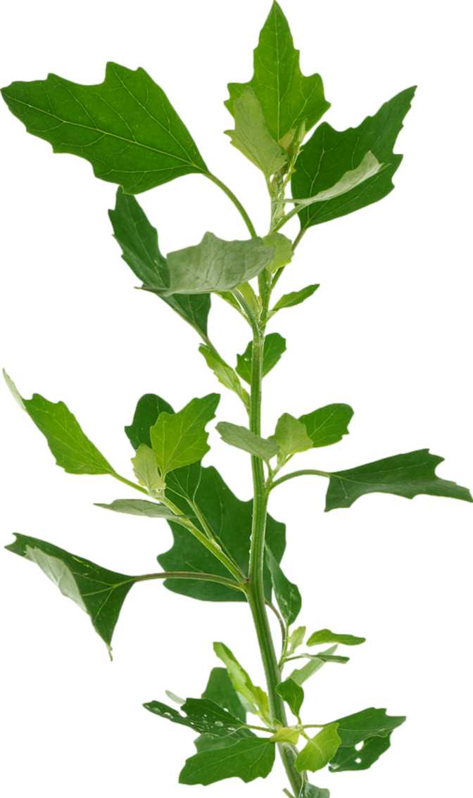 Lambsquarters